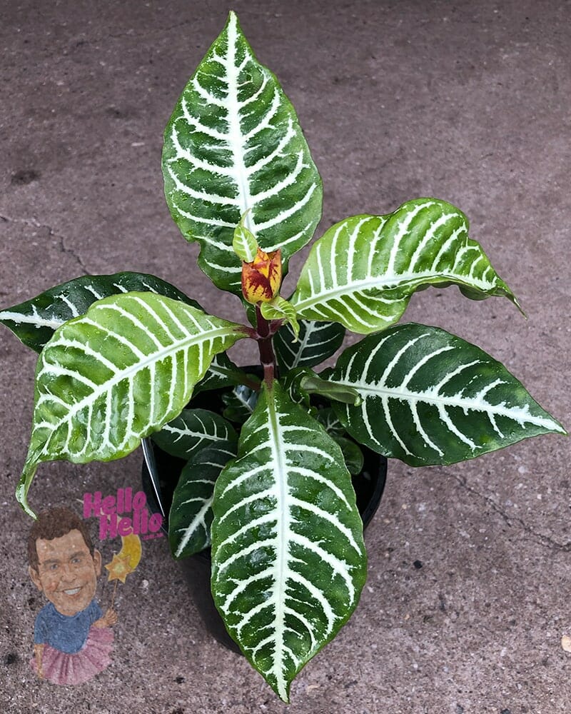 Aphelandra 'Zebra Plant' 5" Pot
