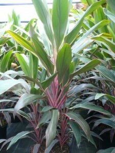 Cordyline "Pink Diamond"