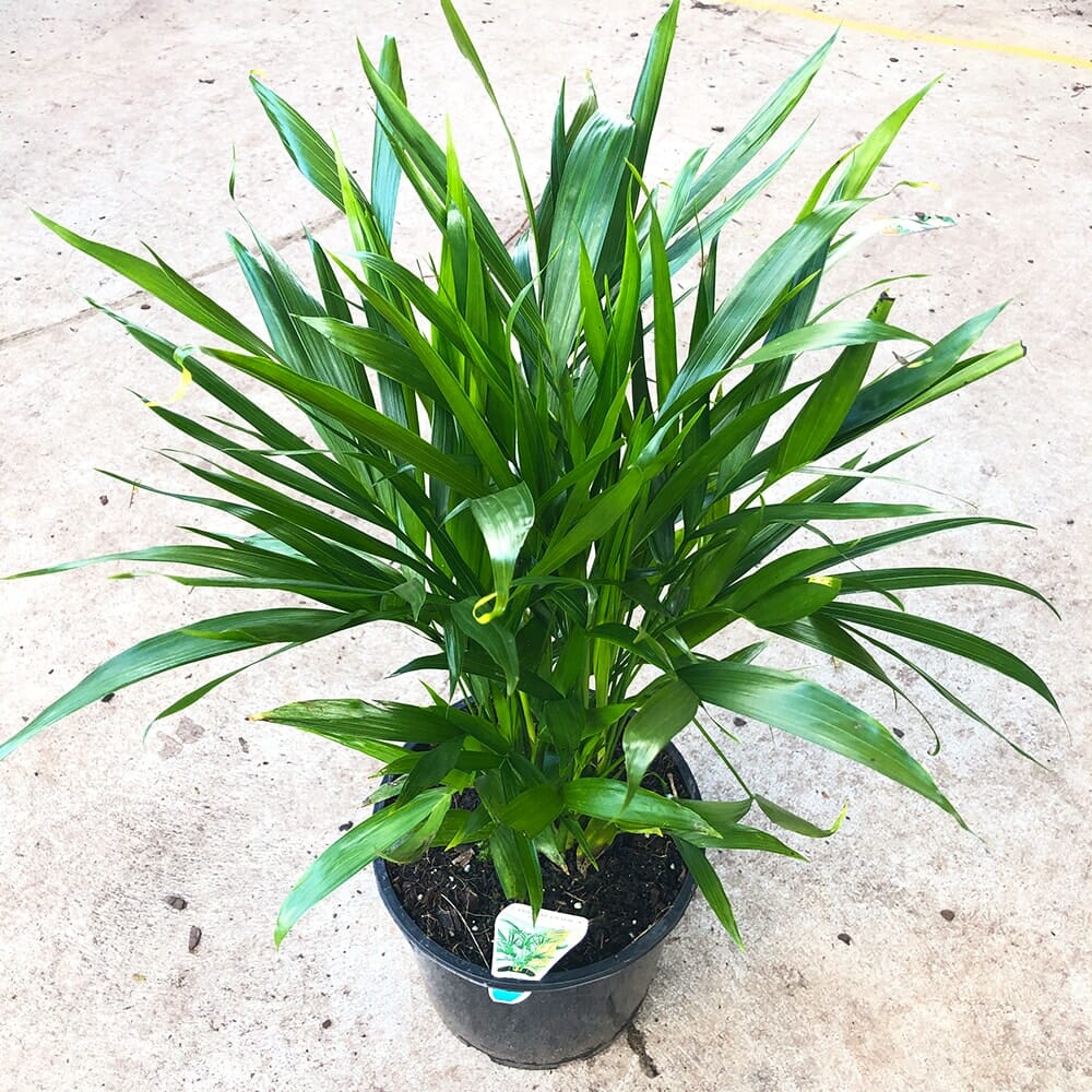 A lush green Chamaedorea 'Cascade Palm' 8" Pot with long, pointed leaves, sits elegantly on a concrete surface. A small tag is placed in the soil of the Chamaedorea's pot.