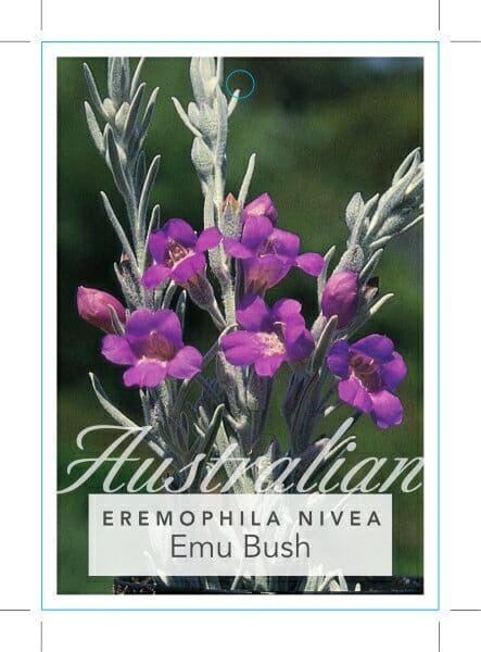 Image of a poster featuring the Eremophila 'Emu Bush' 6" Pot, with vibrant purple flowers and silver-green foliage.