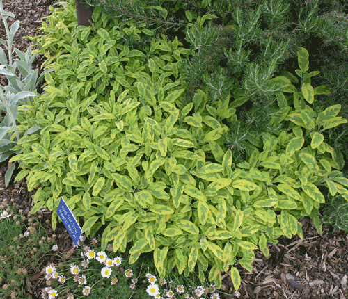 Salvia "Golden Sage"