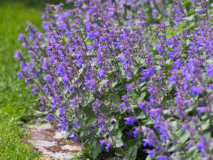 Dense clusters of Nepeta 'Catmint' with purple blooms grow alongside a stone path, set against a backdrop of green grass.