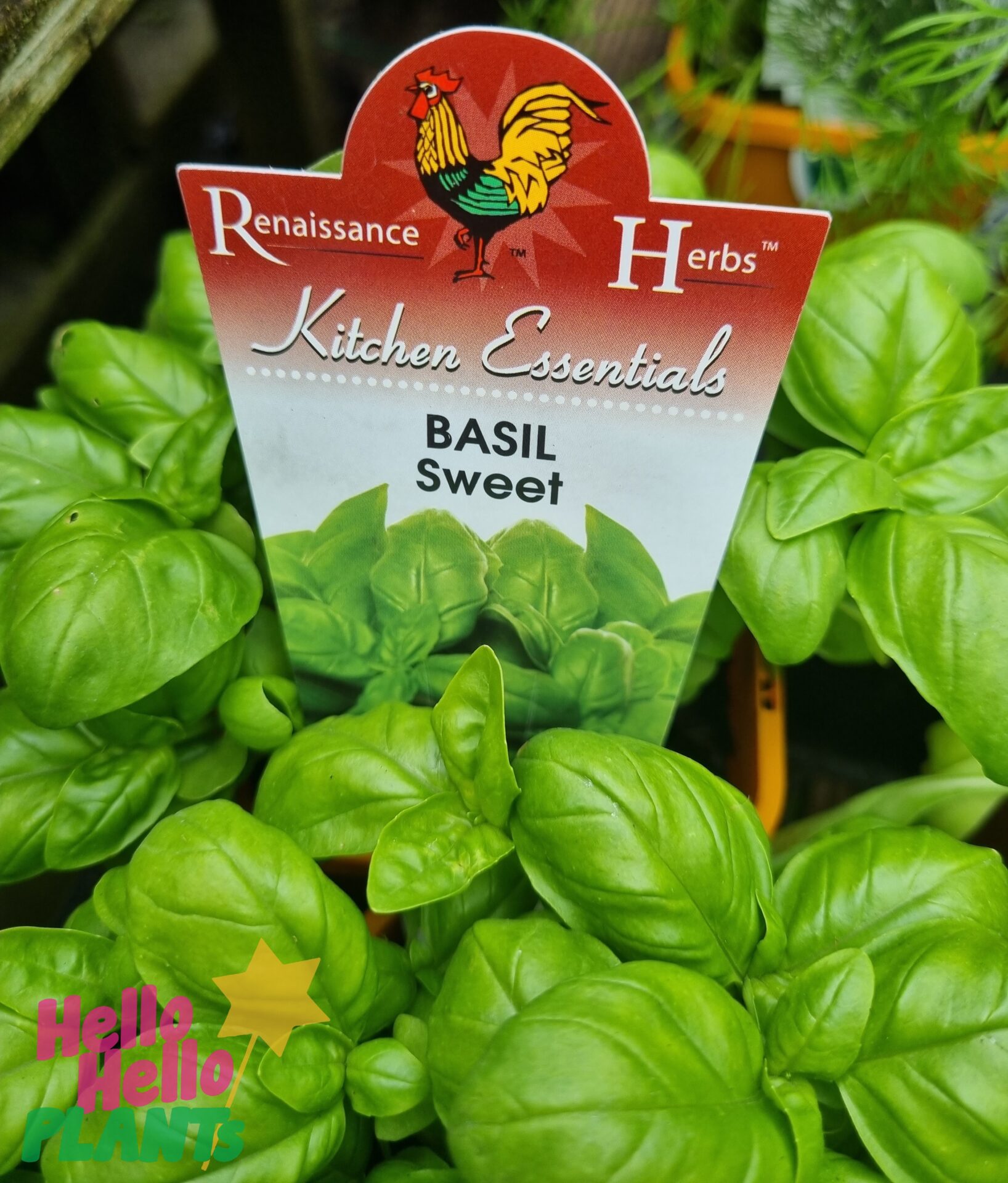 Basil 'Sweet' 4" Pot