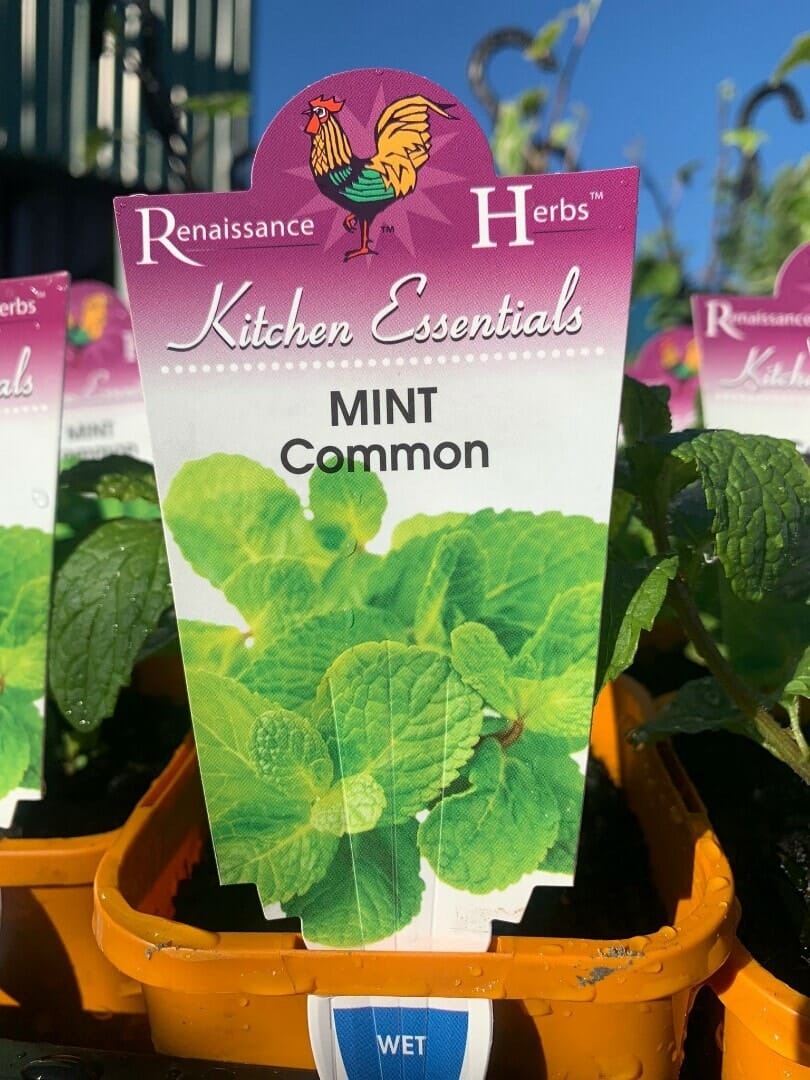 Mint 'Common' 4" Pot