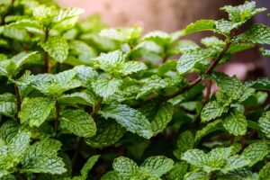 Close-up of Mint 'Spearmint' with lush green, textured leaves growing densely in natural light.