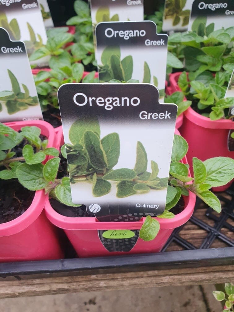 Vibrant sprouts of fresh Greek oregano, each with a labeled tag, are nestled snugly in a delightful pink 3-inch pot named "Oregano 'Greek'.
