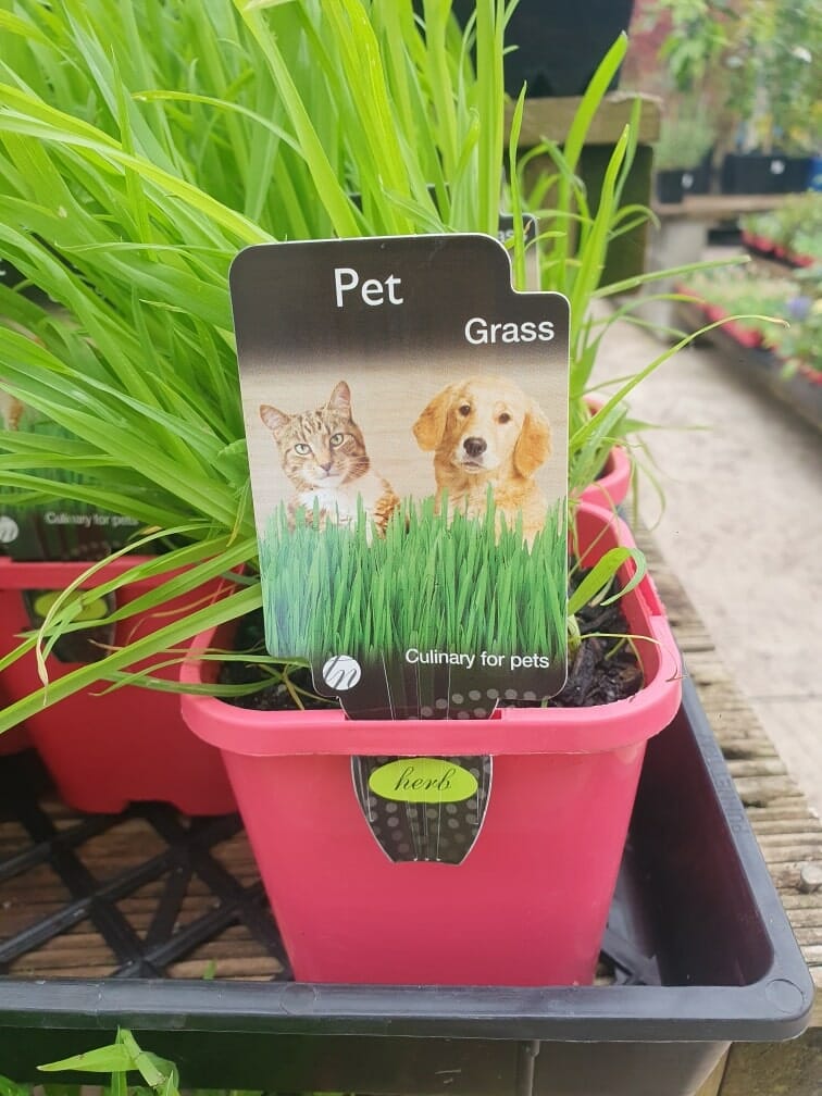The Pet Grass 4" Pot, adorned with a label showcasing a cat and dog, is perfect for your furry companions, as it reads "Pet Grass: Culinary for pets." This convenient pot sits beautifully on a wooden surface.