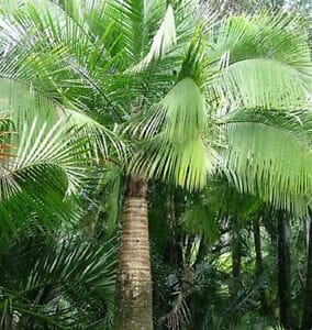 A tall Ravenea 'Majestic Palm' with a thick trunk and vibrant green fronds stands in a lush tropical setting.