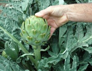 Green Globe Artichoke