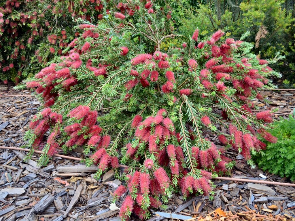 A vibrant Callistemon 'Betka Beauty' 6" Pot shrub, commonly known as bottlebrush, in full bloom with its distinctive red cylindrical flower spikes.