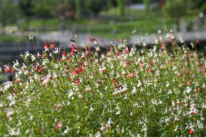 A dense patch of Salvia 'Hot Lips' blooms in red and white in the foreground, set against a blurred park landscape.