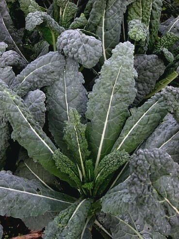 A cluster of dark green Kale 'Black' leaves with prominent veins and textured leaves in a 3" Pot.