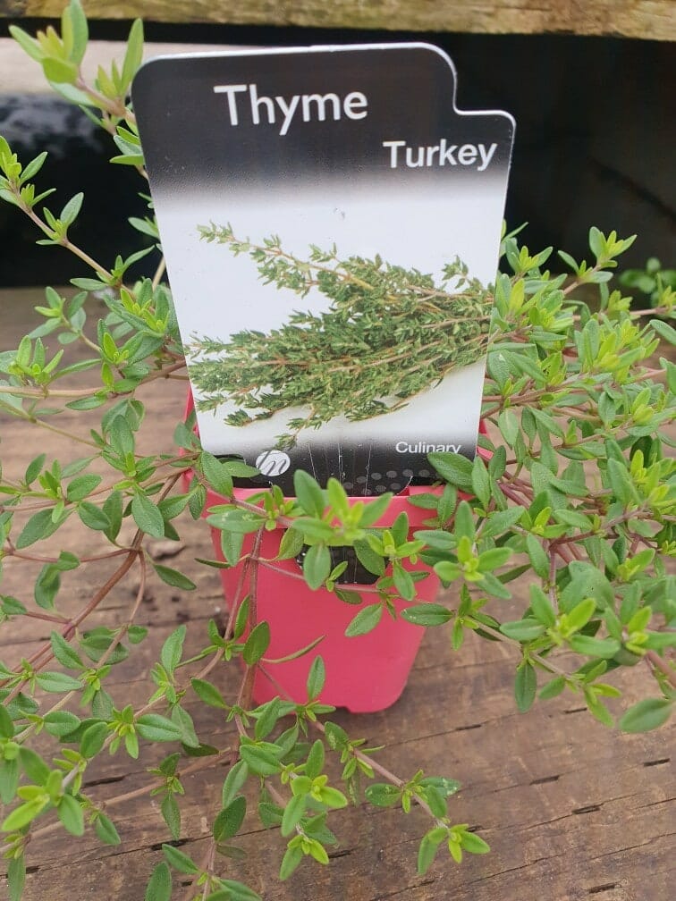 A 3" pot of Thymus 'Turkey Thyme' rests in a charming pink container on a wooden surface.