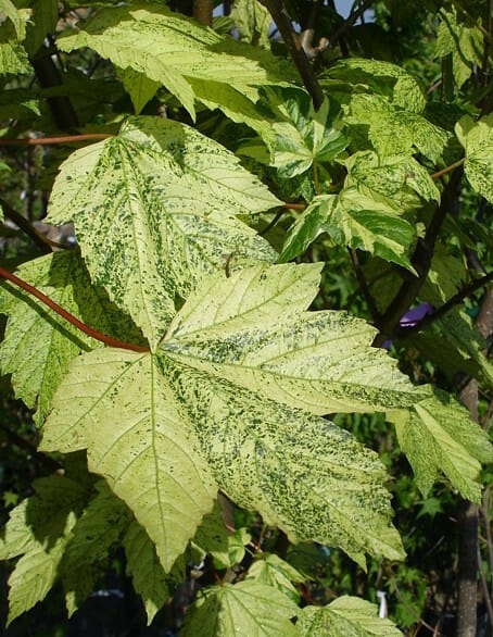 Acer Pseudoplatanus "Leopoldii"