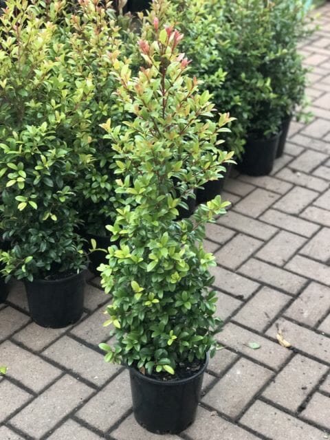 Syzygium 'Straight and Narrow™' Lilly Pilly shrubs displayed on a brick pathway.