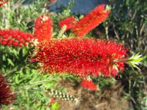 Close-up of vibrant red Callistemon 'Macarthur™' bottlebrush flowers with lush green foliage against a blurred natural background, capturing the essence of this striking plant.