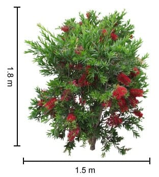 Callistemon 'Macarthur™' is a shrub with green leaves and red flowers, growing to 1.8m high and 1.5m wide.