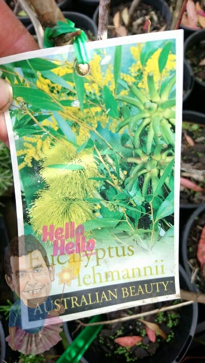 eucalyptus lehmannii 6inch pot In Store @ Hello Hello Plants