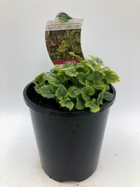 A green plant with textured leaves in a black plastic pot, labeled "Lamium 'Anne Greenaway' 6" Pot," reminiscent of the Nature's Décor Lantana.