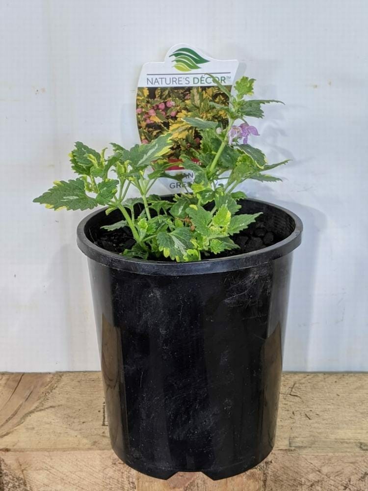 A Lamium 'Anne Greenaway' plant grows in a 6" black plastic pot with toothed green leaves, and a "Nature's Décor" plant tag is placed behind it.