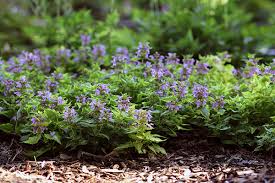 A bed of Lamium 'Anne Greenaway' 6" Pot with small, purple flowers flourishing in a garden, surrounded by mulch. This vibrant greenery thrives beautifully, as if nurtured in a 6" pot.