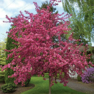 A Malus 'Crimson Knight™' Crab Apple 10" Pot with vibrant pink blossoms stands in a garden, surrounded by greenery and a partially cloudy sky. The 10" pot ensures it thrives in any setting.