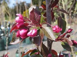Close-up of bright pink blossoms and dark green leaves on a small Malus 'Crimson Knight™' Crab Apple branch. The background is blurred, showing more plants and indistinct objects.