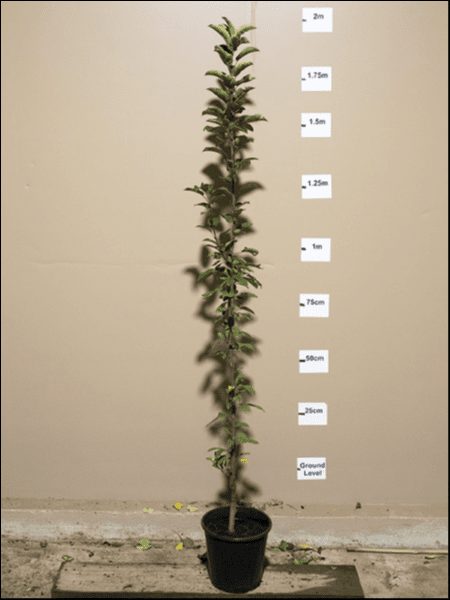 A young Malus 'Golden Hornet' Crab Apple 10" Pot stands against a wall with height markers in centimeters and meters ranging from ground level up to 2 meters. This Crab Apple sits proudly in its 10" pot, showcasing its potential for growth.