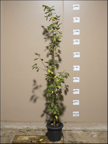 A potted Malus 'Golden Hornet' Crap Apple 13" Pot with green leaves stands in front of a beige wall marked with height measurements up to 2.25 meters.