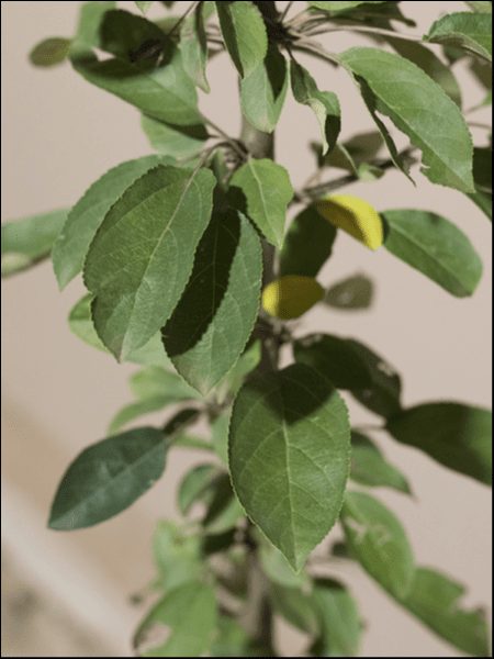 Green leaves on a small Malus 'Golden Hornet' Crap Apple 13" Pot plant with a few yellow leaves, viewed from a close-up angle.