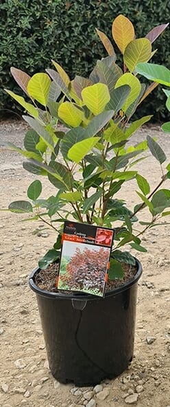 cotinus coggyria obovatus Grace Smoke Bush 8inch