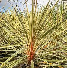 Cordyline 'Torbay Dazzler'