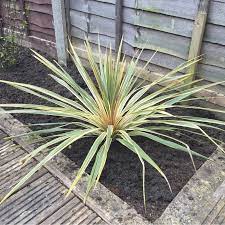 Cordyline 'Torbay Dazzler'
