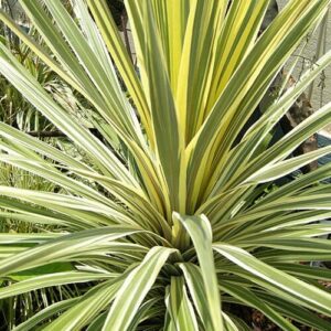 Variegated yucca plant with long green and yellow striped leaves radiating outward, similar to the vibrant foliage of Cordyline 'Torbay Dazzler'.