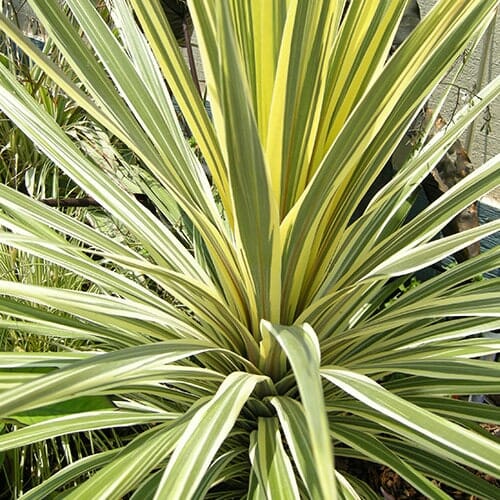 Variegated yucca plant with long green and yellow striped leaves radiating outward, similar to the vibrant foliage of Cordyline 'Torbay Dazzler'.