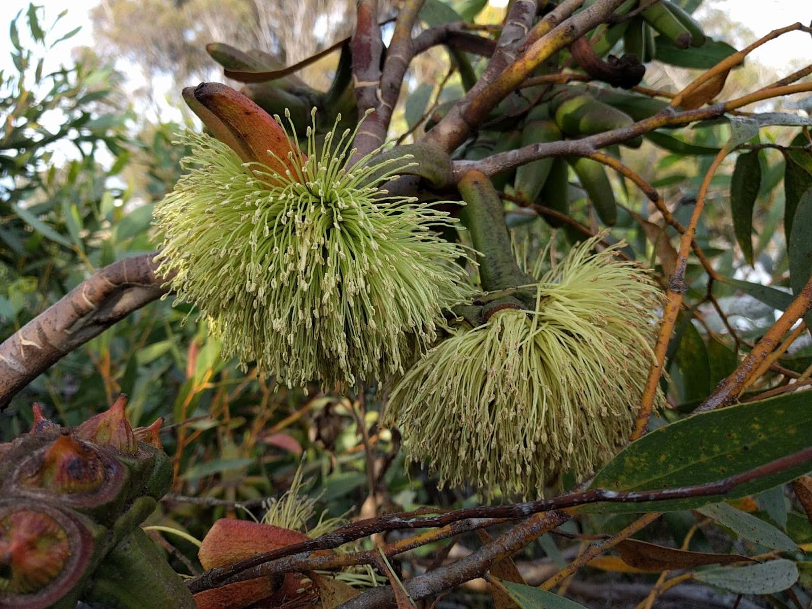 Close-up of spherical, green, spiky flowers with long stamens from the Eucalyptus 'Bushy Yate Gum' 10" Pot on a branch, surrounded by lush leaves.