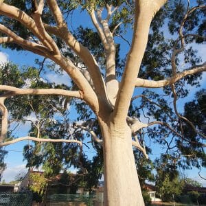 Eucalyptus 'Bushy Yate Gum' 16" Pot
