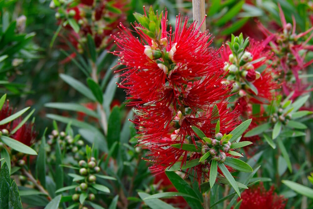Vibrant red ‘Macarthur™’ flowers blooming amidst green foliage.
