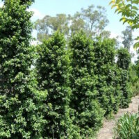 Syzygium "Straight and Narrow"