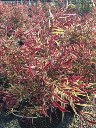 Agonis "Pink Flamingo"