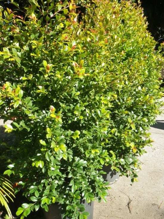 Lilly Pilly "Backyard Bliss"