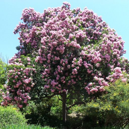 Calodendrum 'Pete's Pink' Cape Chestnut Tree 8" Pot