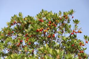 The Arbutus 'Irish Strawberry' Tree in a 20" pot features green leaves and clusters of small, round red and yellow fruits, thriving under a clear blue sky.
