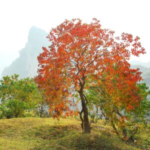 A single Triadica 'Chinese Tallow' Tree with bright red and orange leaves stands on grassy terrain, with green trees and a misty rocky hill in the background.
