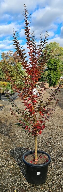 Hello Hello Plants Nursery Melbourne Victoria Australia Lagerstroemia indica x fauriei Zuni Crepe Myrtle 40cm Pot