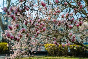 A Magnolia 'Cleopatra™' 12" Pot with numerous pink blossoms stands gracefully in a garden setting, surrounded by buildings and a white fence visible in the background.