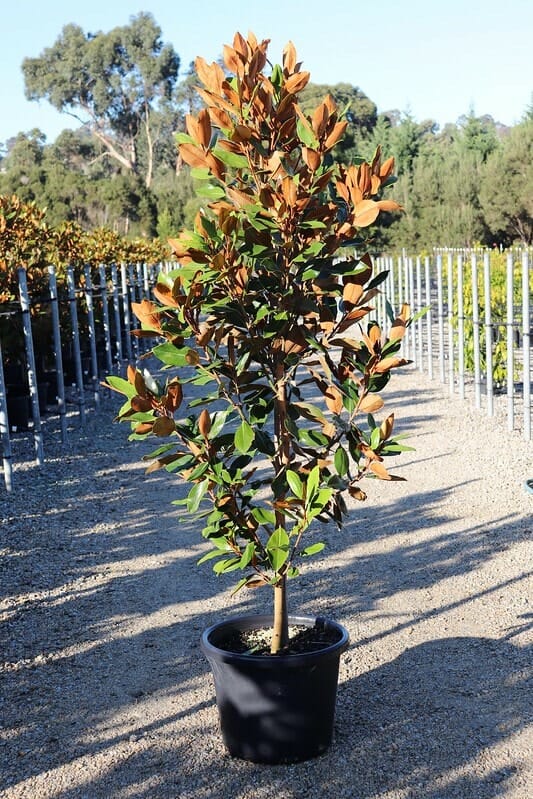 A Magnolia 'Little Gem' 16" Pot with green and brown leaves sits on gravel in an outdoor nursery, surrounded by other plants and rows of stakes.