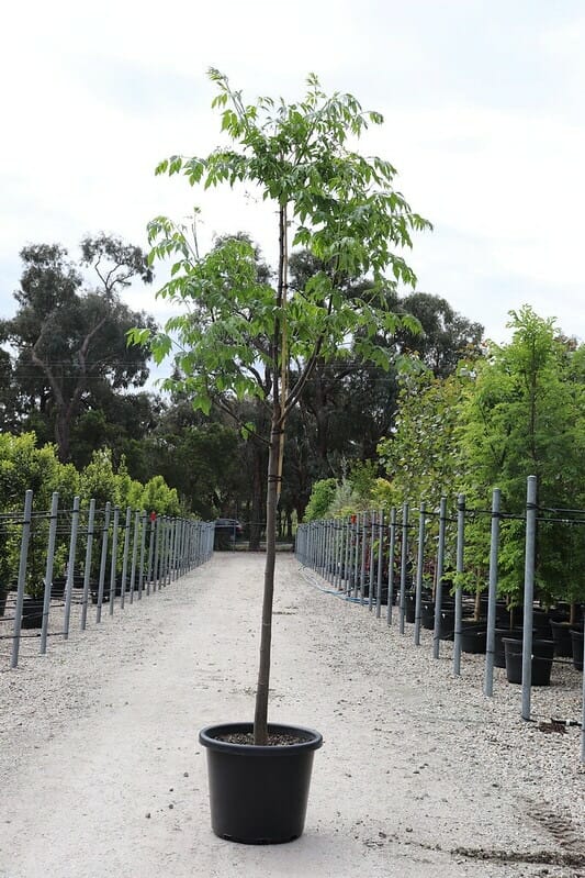 A Melia 'White Cedar' in a 16" pot sits on a gravel path at an outdoor nursery, surrounded by rows of other potted plants and trees.