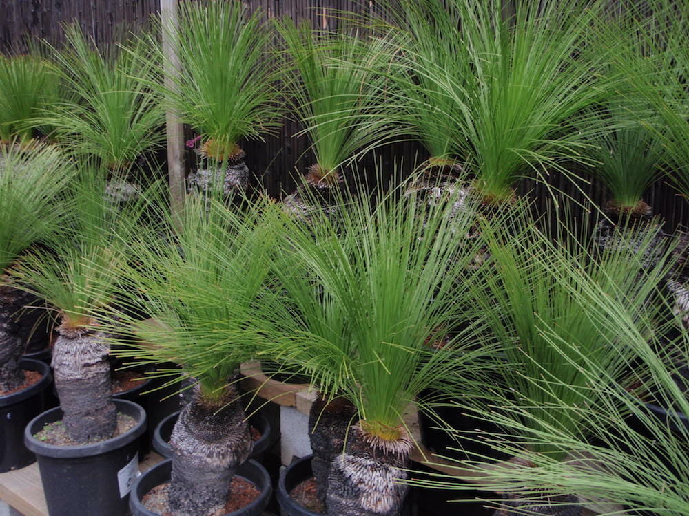 Sentence with replaced product name: Potted Xanthorrhoea 'Johnson's Grass Tree' 7" Pot displayed in a 7" pot.