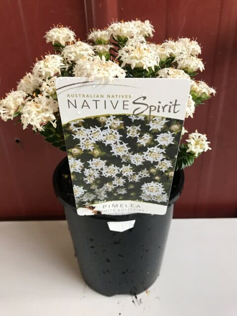 A potted Pimelea 'White' Rice Flower 6" Pot plant with abundant white flowers, tagged as "Australian natives - native spirit," against a red backdrop.